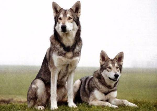 adoráveis ​​cães lobos de sarlos