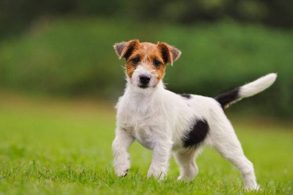 Parson Russell Terrier bonito