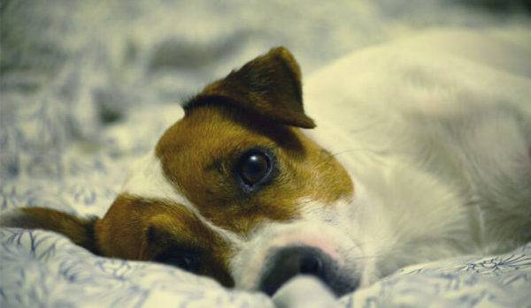 Sintomas de ascite em cães