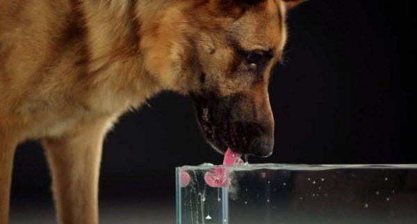 Quanta água um cão deve beber