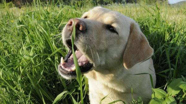 Cachorro comendo grama