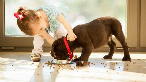 Alimentos secos para cães pequenos