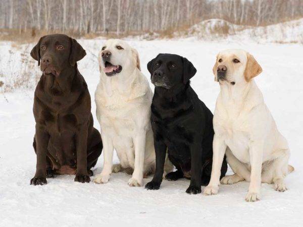 Cães Labrador Retriever