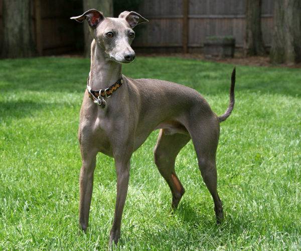 Greyhound italiano cinzento