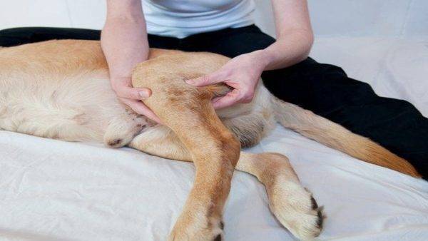 Sintomas de fraturas de cães
