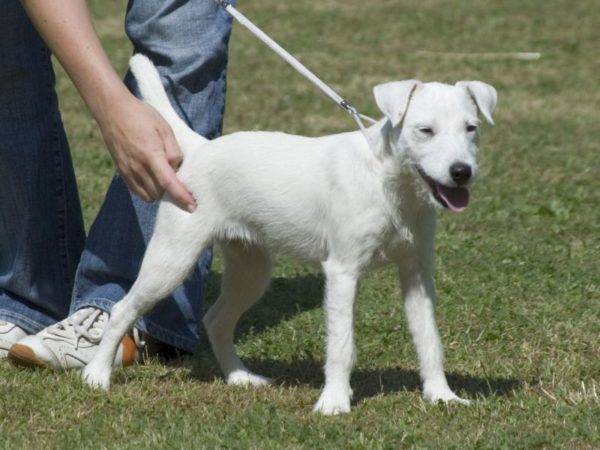Parson Russell Terrier Branco