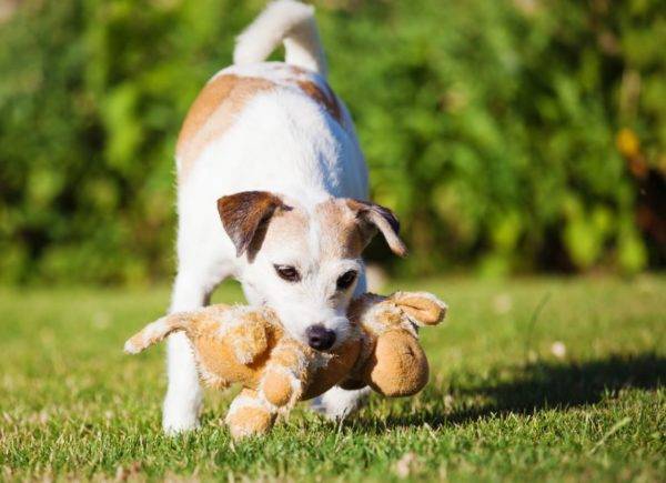 Parson Russell Terrier com um brinquedo
