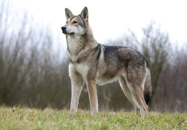 Sarlos lobo cão raça descrição