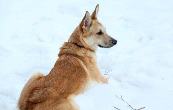 Cachorro-lobo de sarlos na neve