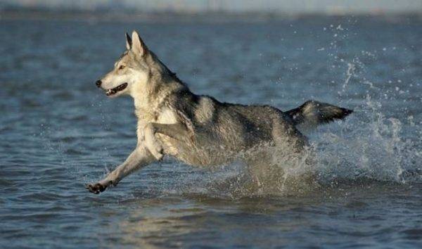 Cão de lobo de sarlos na água