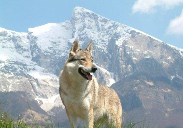 Cachorro-lobo de Sarlos nas montanhas
