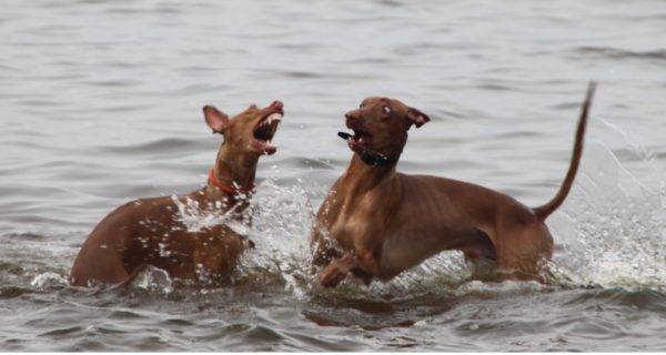 Faraó cães na água
