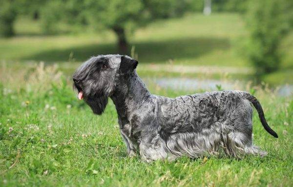 Terrier checo na grama