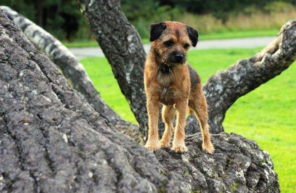 Border Terrier em uma árvore