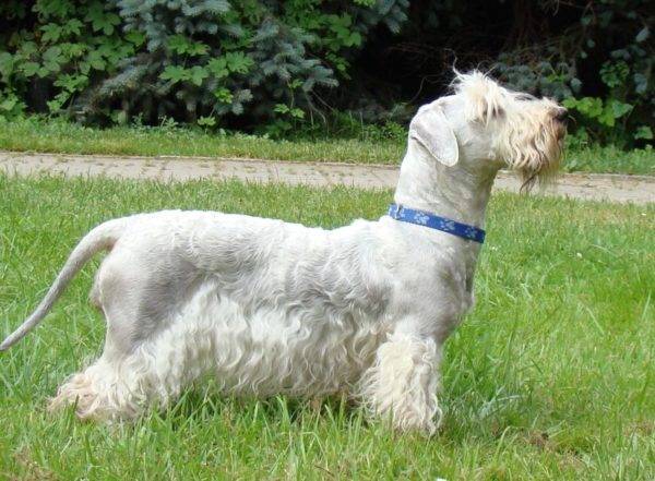 Tcheco Terrier com um colarinho azul