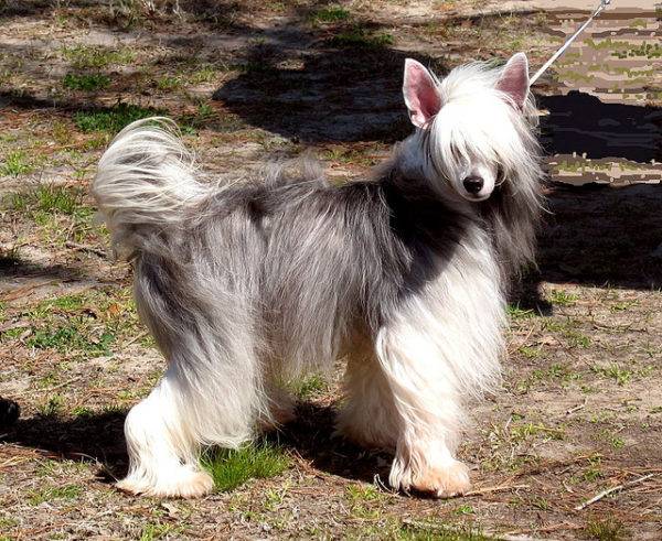 Chinese Crested with Wool