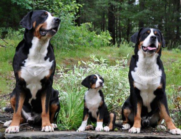 Família grande cão suíço da montanha