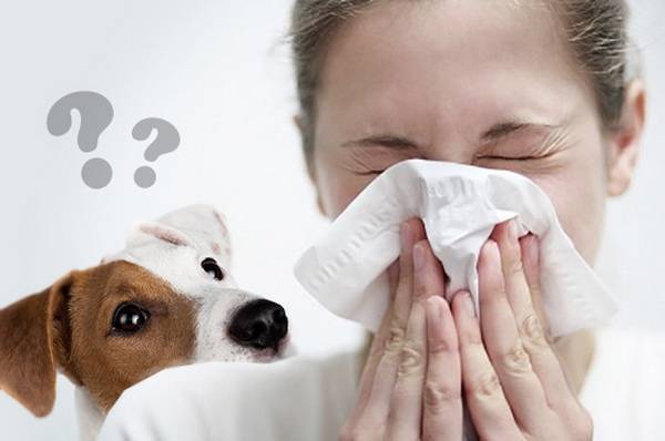 Alergia cão
