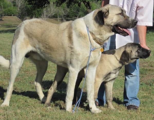 Cão de pastor da Anatólia é um grande cão