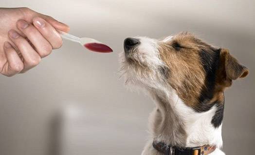 Como dar a um cão um remédio líquido