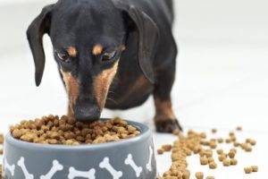 Como transferir um cachorro para a comida seca