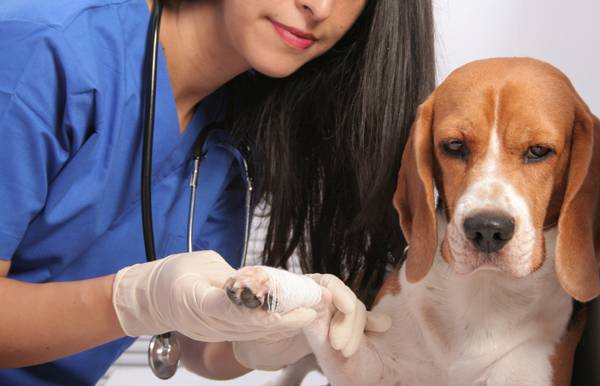 Tratamento de fraturas de cães