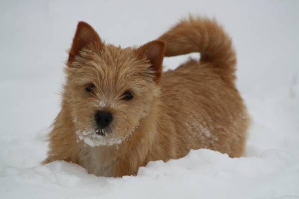 Norwich Terrier no inverno