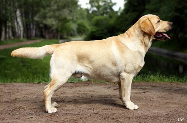 Descrição da raça Labrador Retriever
