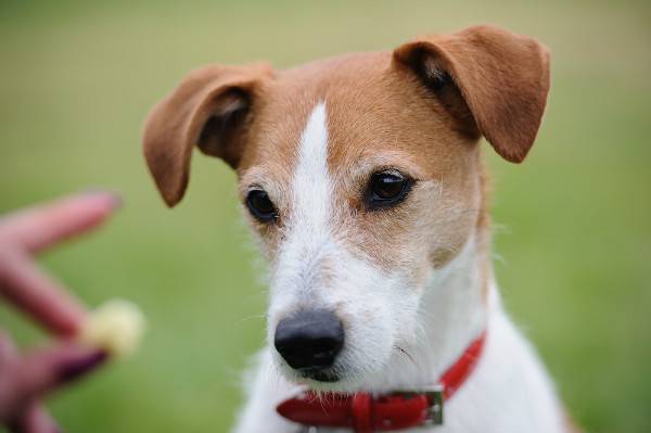 Parson Russell Terrier olhando