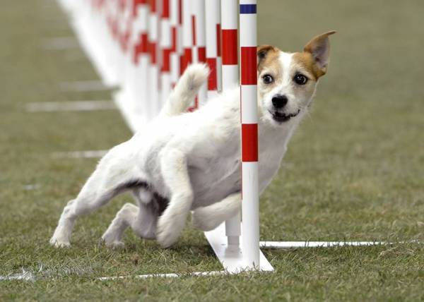 Parson Russell Terrier Corre