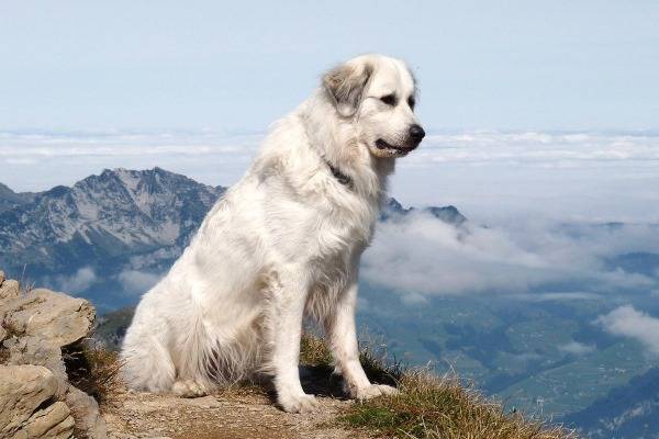 Descrição da raça do cão de montanha dos Pirinéus