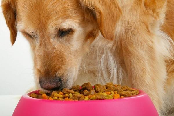Alimentos secos para cães grandes