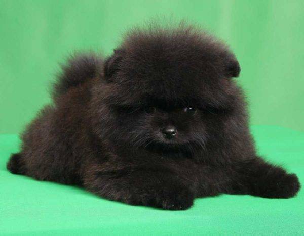 cão pomeranian preto