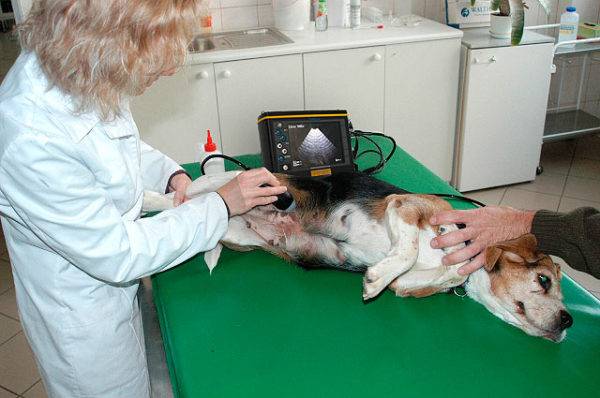 fazendo um beagle de ultra-som