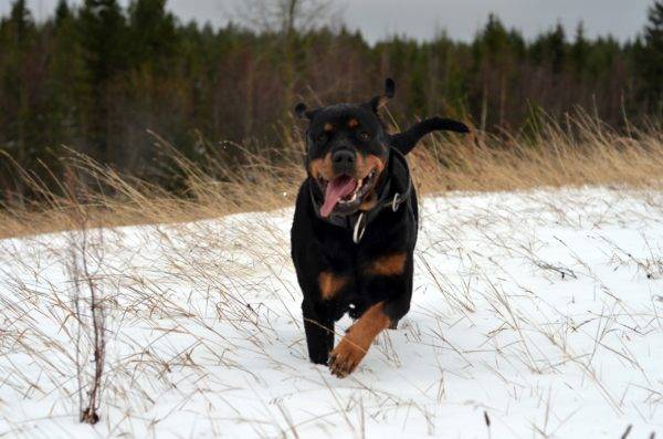 Rottweiler correndo pela neve