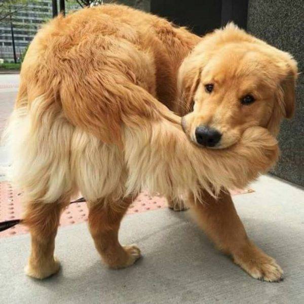 doggy é jogado com uma cauda