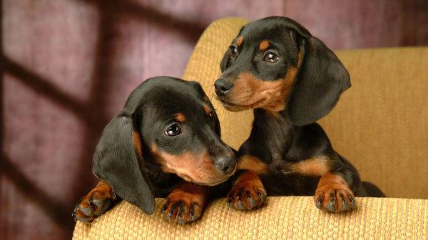 dois bebês dachshund