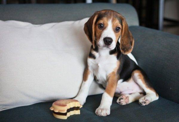 Beagle no sofá
