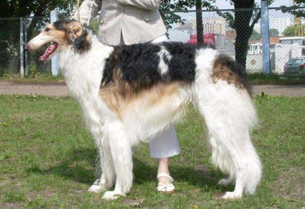 Galgo de cão russo Chubarai