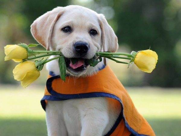 cachorrinho com flores