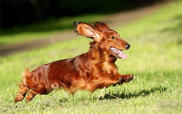 dachshund vermelho