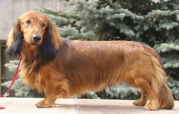 Padrão dachshund de cabelos compridos
