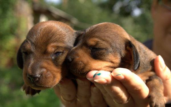 pequenos dachshunds
