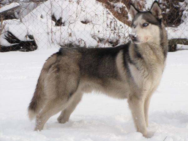Husky siberiano com uma cor de lobo