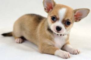 Chihuahua suave