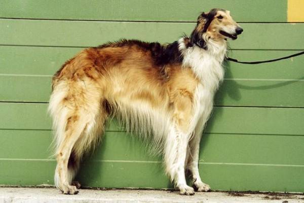 Sighthound russo da caça do cão da pele