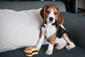 Beagle no sofá