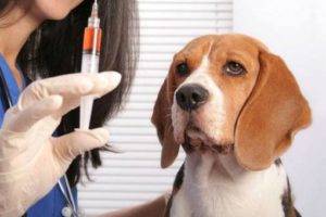 Beagle no veterinário