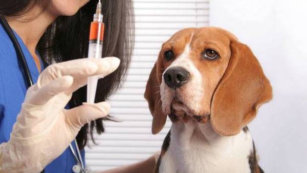 Beagle no veterinário
