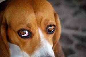 olhos vermelhos têm beagle